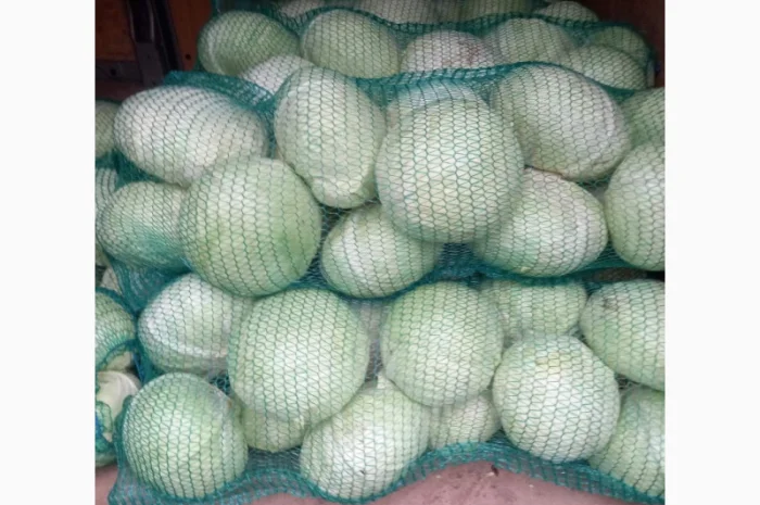 Капуста сорту Агресор на продаж- фото № 1