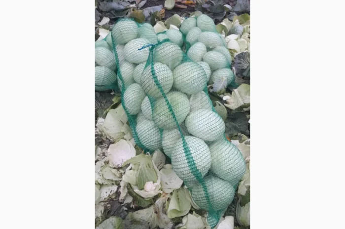 Капуста сорту Агресор на продаж- фото № 2