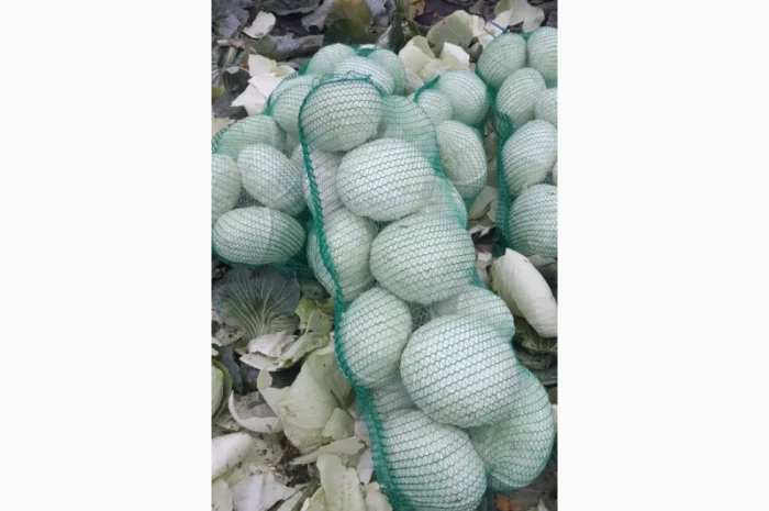 Капуста сорту Агресор на продаж- фото № 3