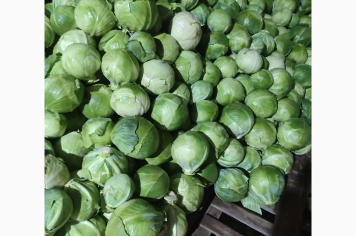Капуста на продаж- фото № 1