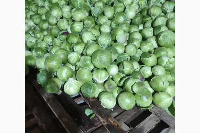 Капуста на продаж- фото № 2