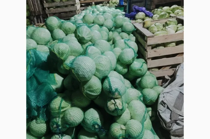 Капуста на продаж- фото № 5