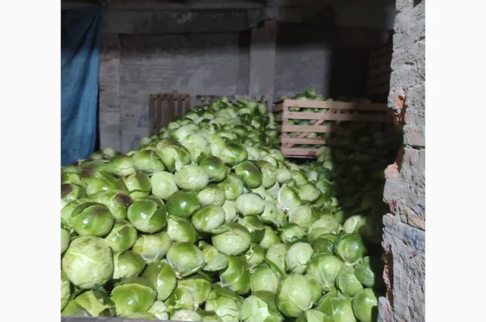 Капуста на продаж- фото № 6