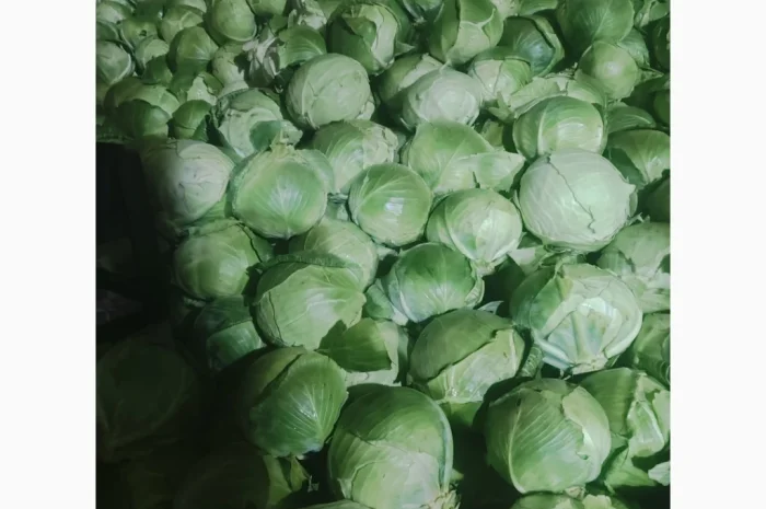 Капуста на продаж- фото № 7