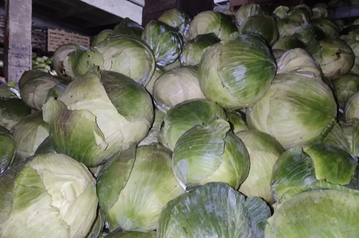 Капуста для шинковки центурион продикус на продажу- фото № 2