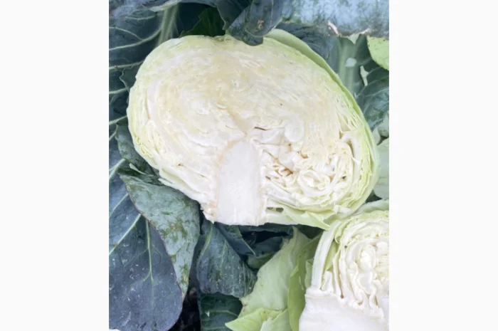 Товарна капуста, сорт Агресор на продаж- фото № 2