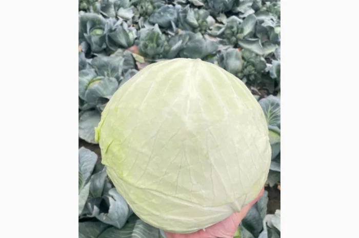 Товарна капуста, сорт Агресор на продаж- фото № 3