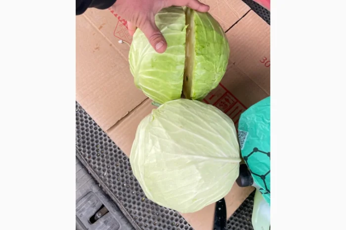 Товарна капуста, сорт Агресор на продаж- фото № 4