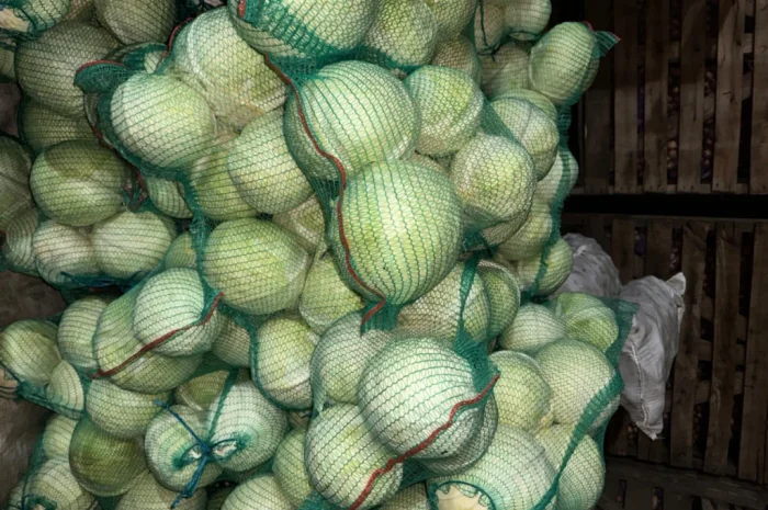 Капуста оптом на продаж- фото № 1