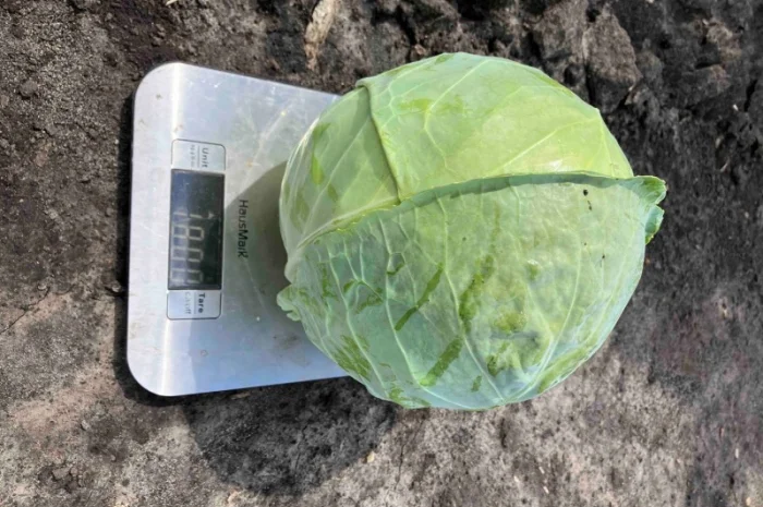 Продаж капусти сорту Зенон- фото № 1