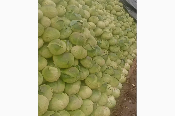 Капуста сорту Агресор на продаж- фото № 1