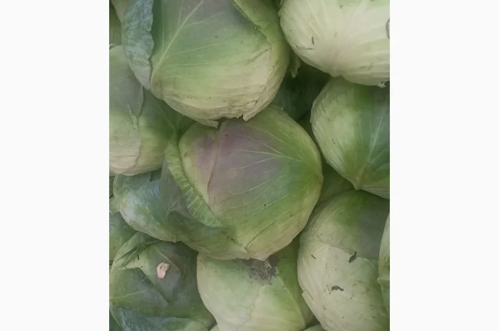 Капуста сорту Агресор на продаж- фото № 2
