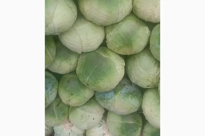 Капуста сорту Агресор на продаж- фото № 3