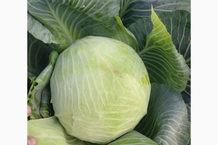 Капуста сорт Агрессор від виробника- фото № 1