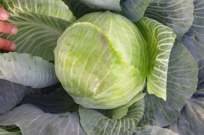 Капуста сорт Агрессор від виробника- фото № 2