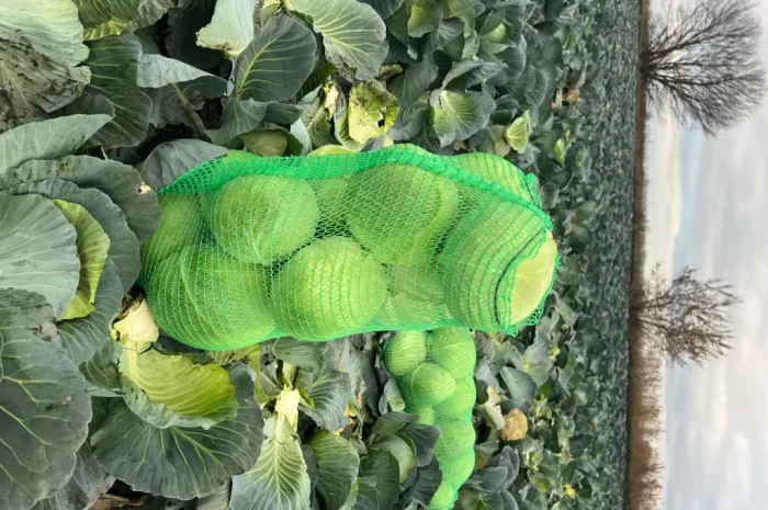 Капуста сорт Агрессор від виробника- фото № 3