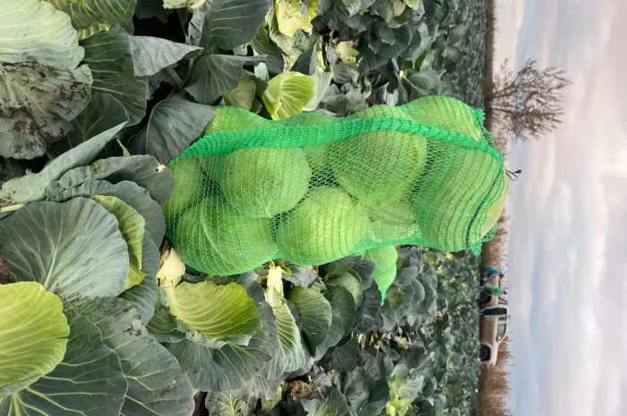 Капуста сорт Агрессор від виробника- фото № 4