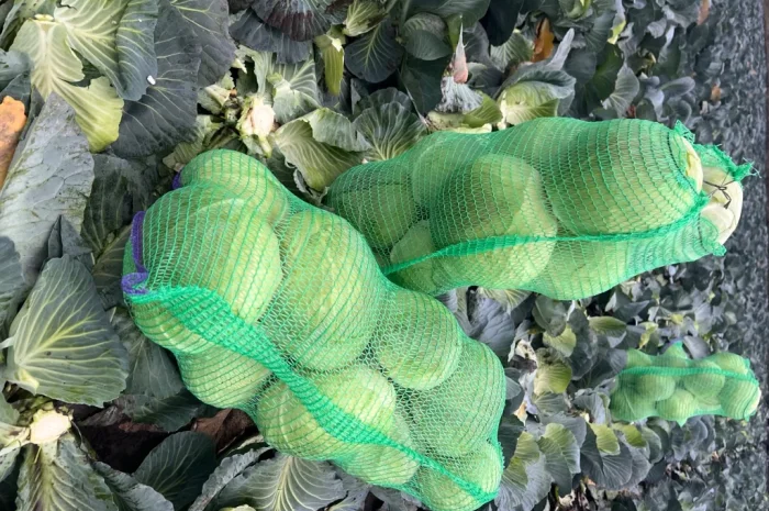 Капуста сорт Агрессор від виробника- фото № 5