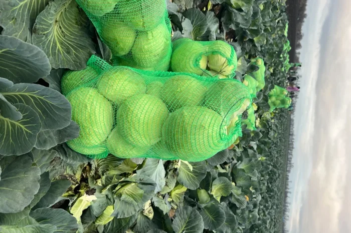 Капуста сорт Агрессор від виробника- фото № 6