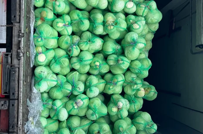 Капуста від виробника- фото № 3