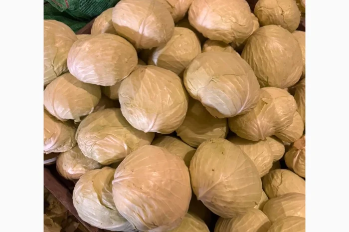 Капуста від виробника- фото № 1