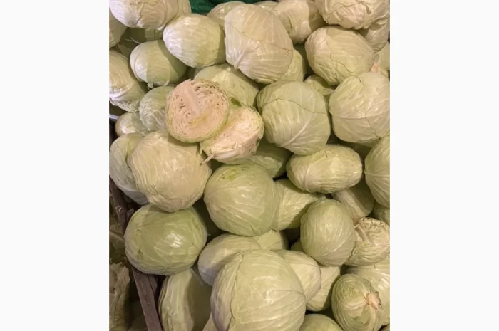 Капуста від виробника- фото № 2