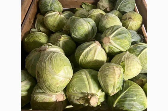 Продаж капусти білокачанної- фото № 1