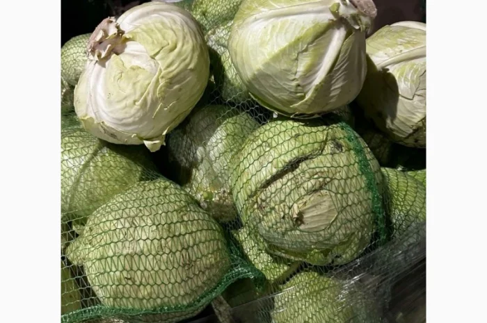 Капуста Агресор от поставщика- фото № 5