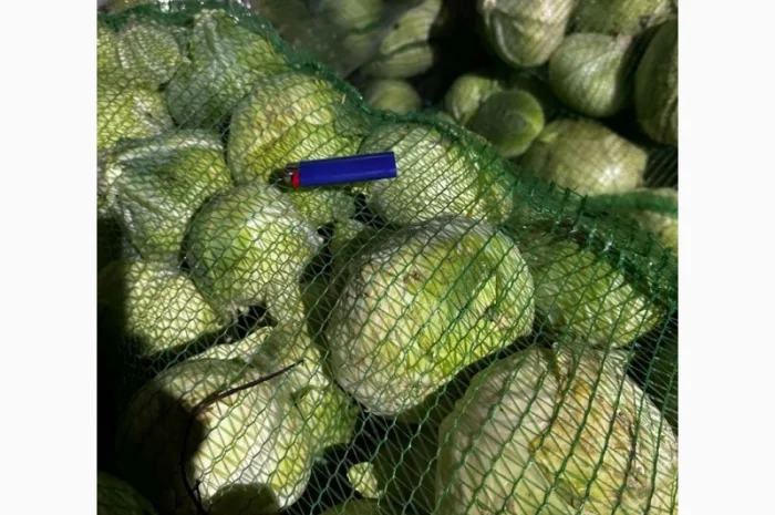 Капуста Агресор от поставщика- фото № 2