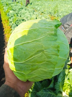 Капуста оптом від постачальника, 5 тонн- фото № 1