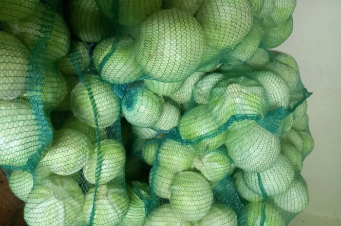 Капуста сорт Епікур високої якості на продаж- фото № 1