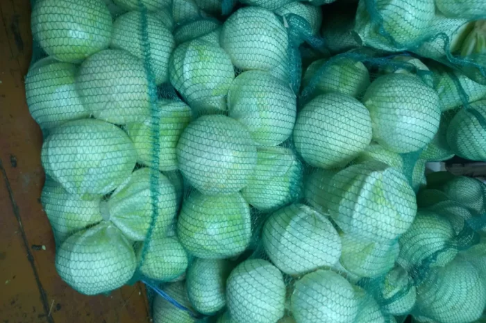 Капуста сорт Епікур високої якості на продаж- фото № 2