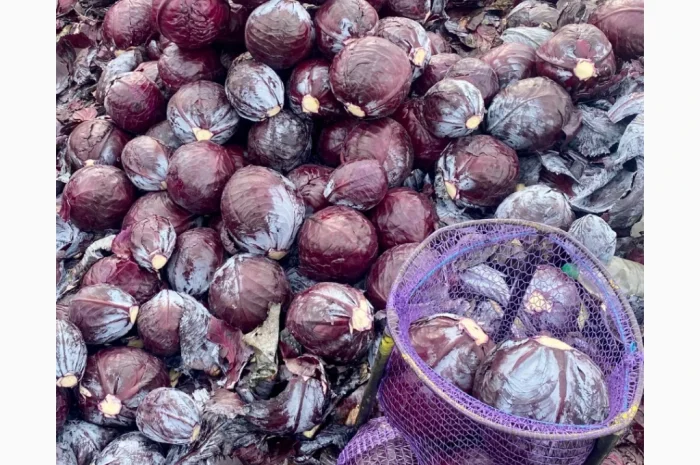 Продаж червоноголової капусти- фото № 1