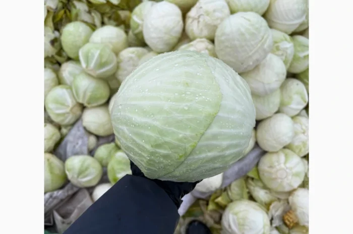 Капуста сорту Анкома на продаж- фото № 1