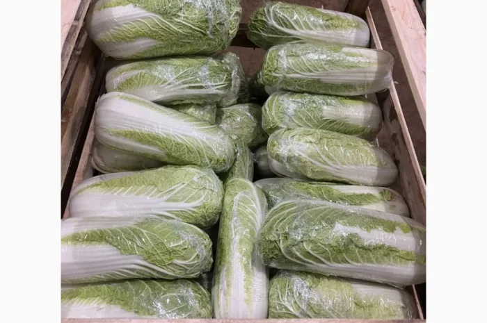Пекінська капуста на продаж- фото № 1