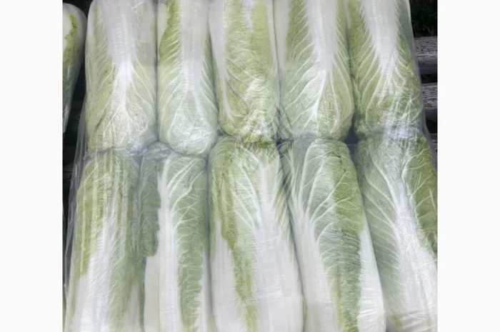 Пекінська капуста на продаж- фото № 2