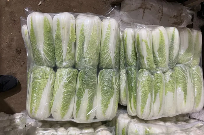 Пекінська капуста на продаж оптом- фото № 1