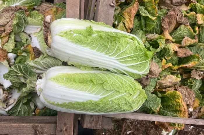 Пекінська капуста на продаж оптом- фото № 3