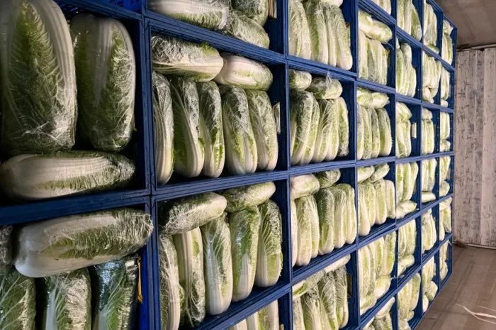 Пекінська капуста на продаж оптом- фото № 5