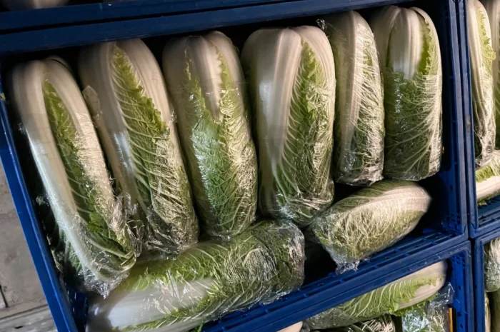 Пекінська капуста на продаж оптом- фото № 6