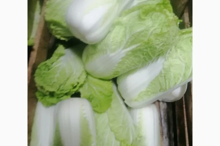 Продаж пекінської капусти оптом- фото № 1