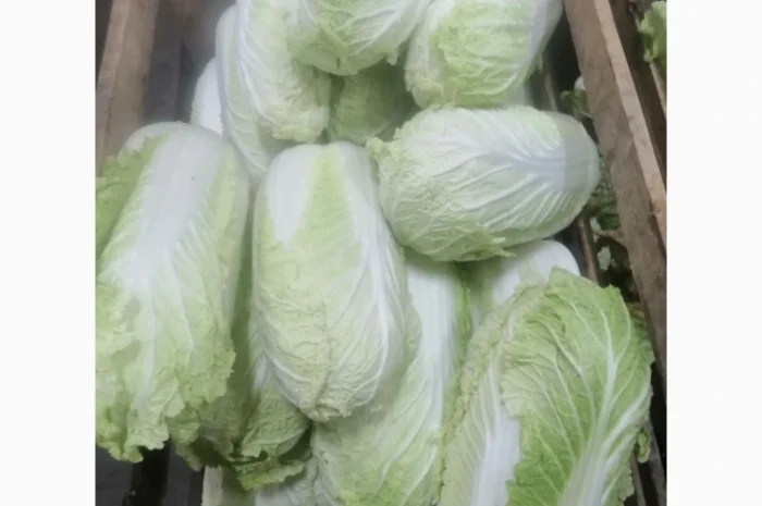 Продаж пекінської капусти оптом- фото № 2