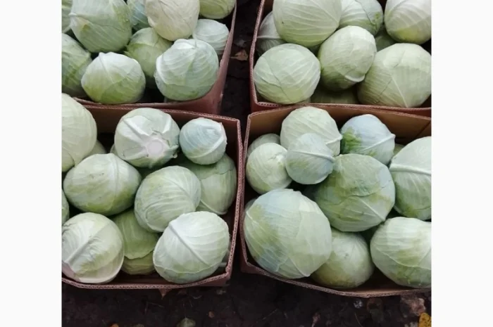 Капуста сорт Агресор на продаж- фото № 2