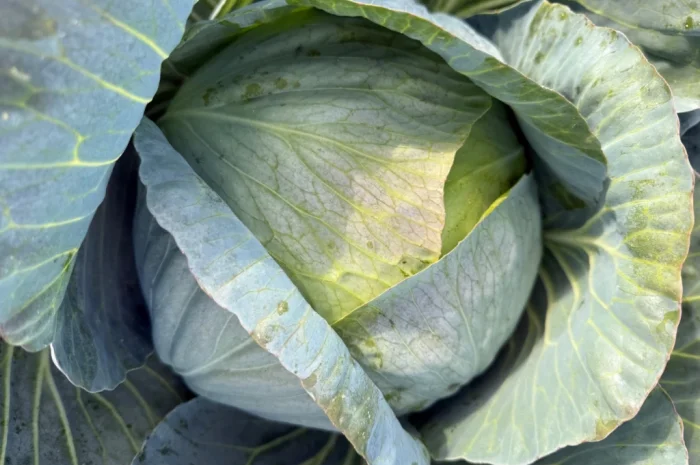 Белокочанная капуста на продажу- фото № 1