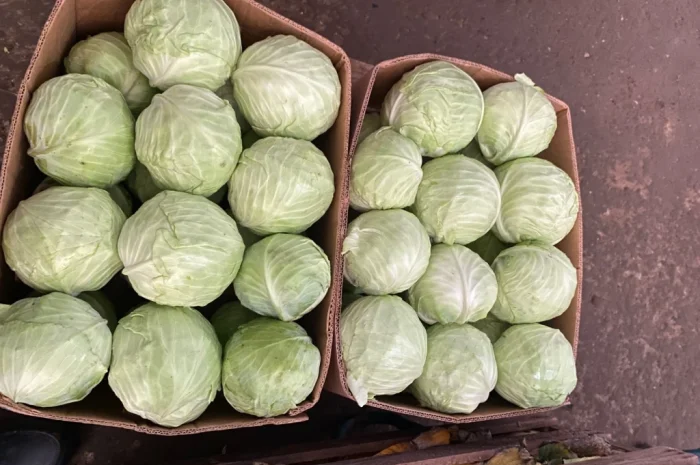 Білокачанна капуста на продаж- фото № 2