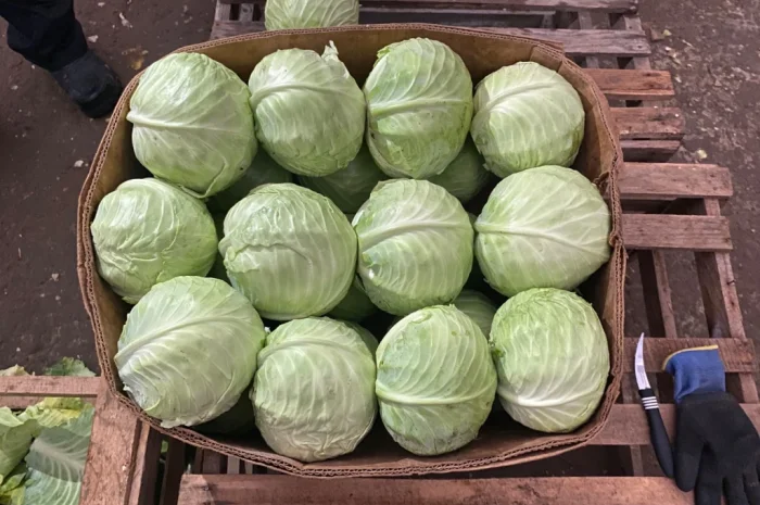 Білокачанна капуста на продаж- фото № 3