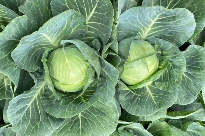 Білокачанна капуста на продаж- фото № 5
