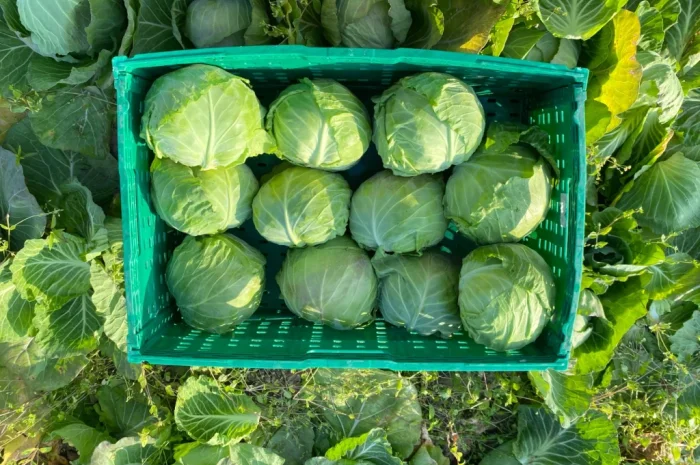 Білокачанна капуста на продаж- фото № 6