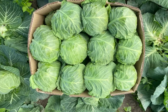 Білокачанна капуста на продаж- фото № 8