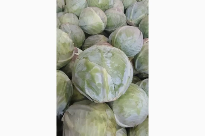 Капуста без хвороб та шкідників- фото № 1